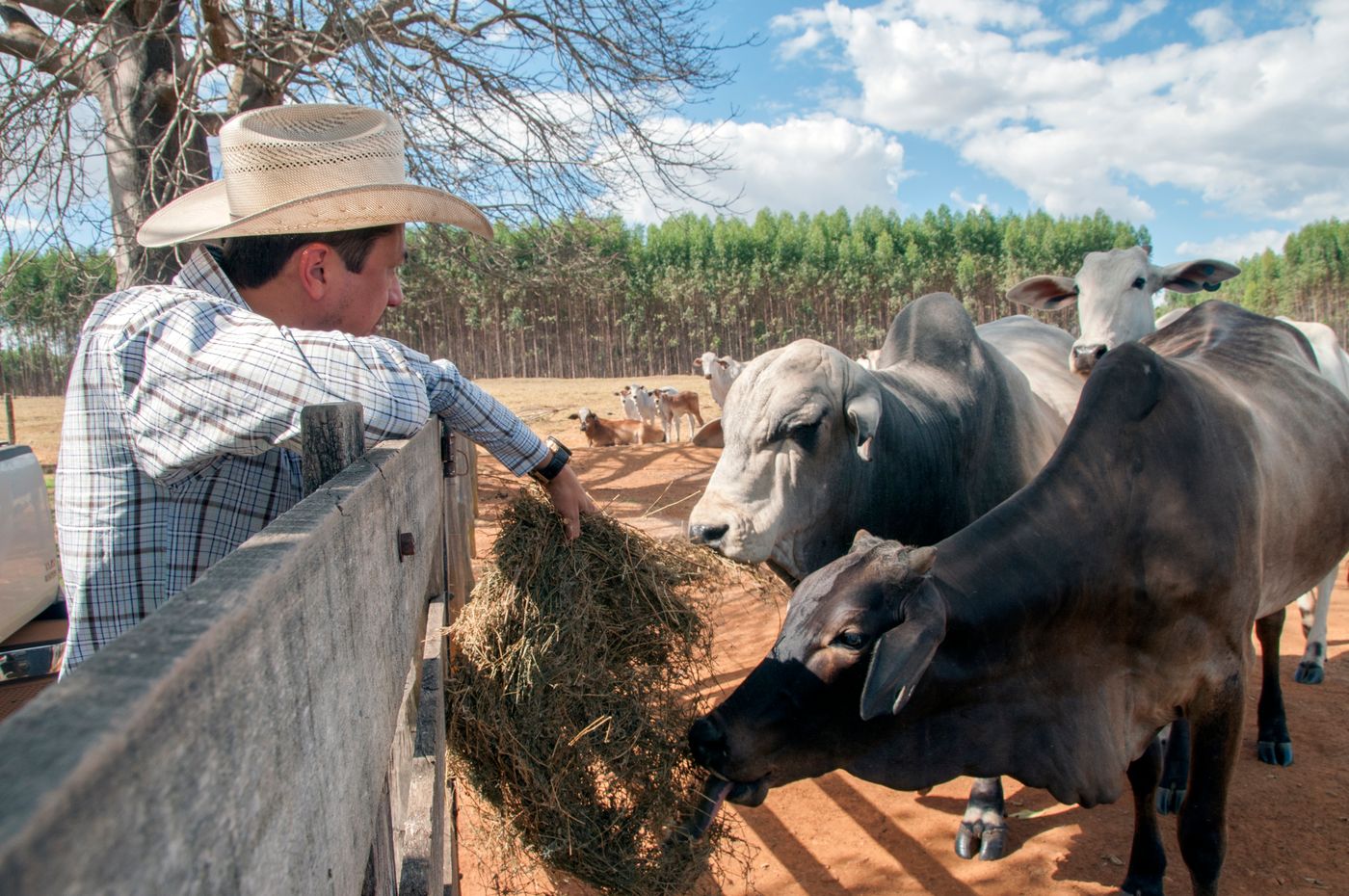 Pecuarista de chapéu tratando o gado nelore no curral